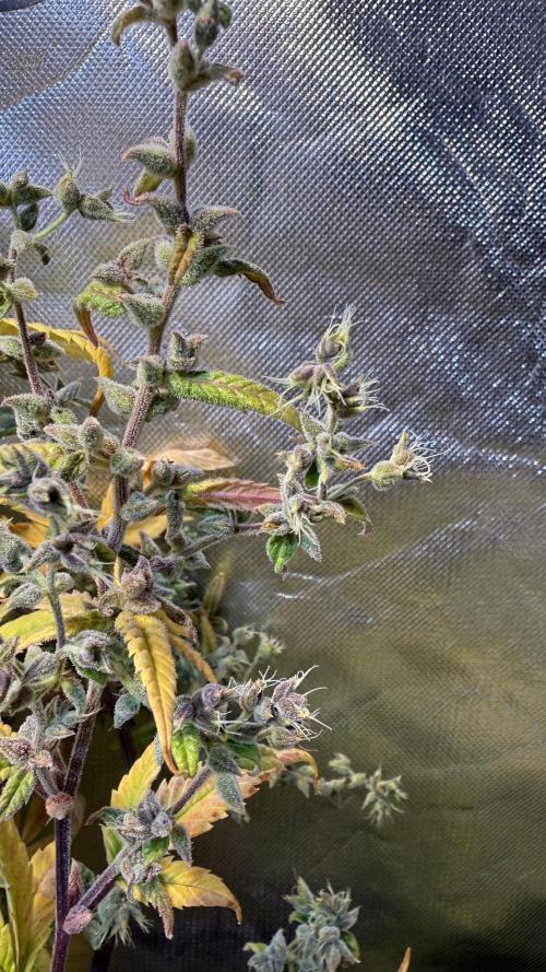 Fast Buds - Tropicana cookies Auto. Week 12 - Día 79