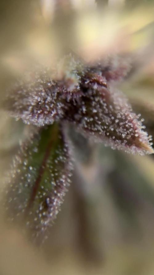 Fast Buds - Tropicana cookies Auto. Week 12 - Día 79