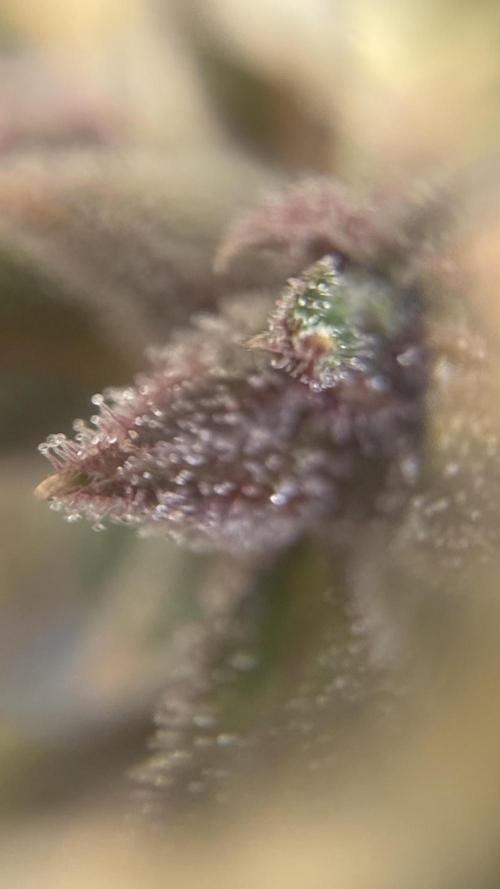 Fast Buds - Tropicana cookies Auto. Week 12 - 79