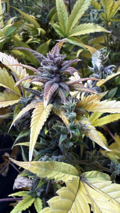 Fast Buds - Tropicana cookies Auto. Week 12 - 79 