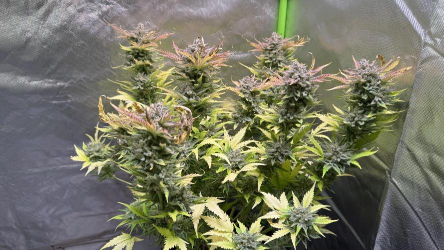Fast Buds - Pound Cake Auto. Week 12