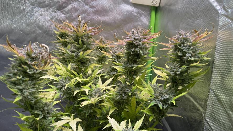 Fast Buds - Pound Cake Auto. Week 12