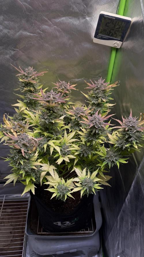 Pound Cake Auto. Week 12