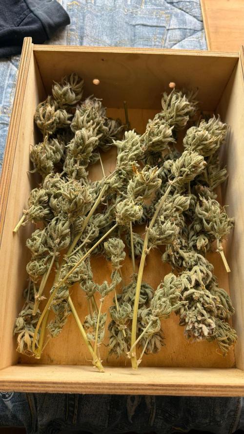Fast Buds - Pound Cake Auto. Week 13 - Después de 10 días de cosecharlas empieza el curado lentamente en la caja 