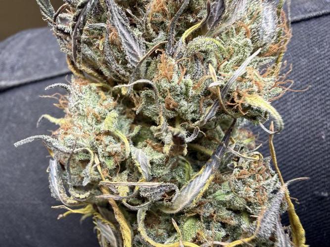 Strawberry Gorilla auto - Fast Buds. Week 13