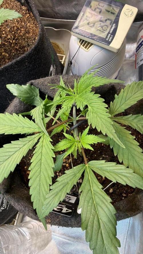 CBD AUTO 20:1. Week 2 - Día 14