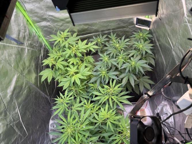 Fast Buds - Pound Cake Auto. Week 5