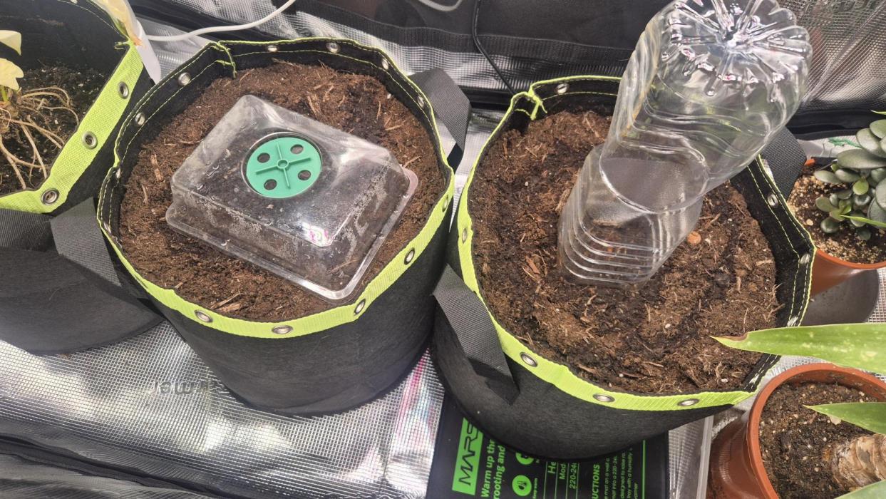 Epic Buzz#1. Week 0 - EpicBuzz left, Blue Sunset Sherbet right.