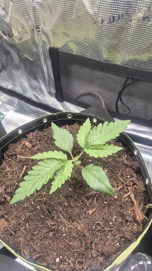 Epic Buzz#1. Week 2 - Topping