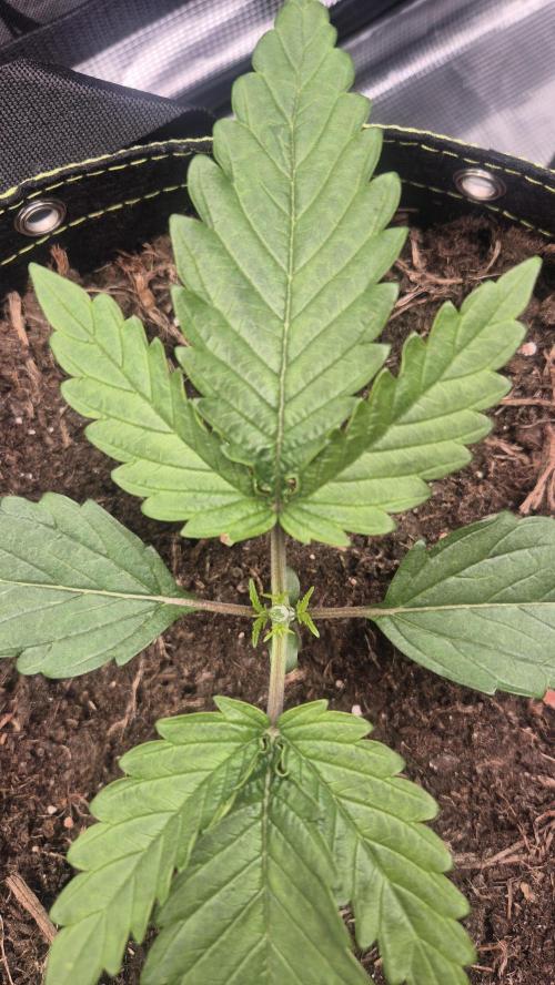 Epic Buzz#1. Week 2 - Topping
