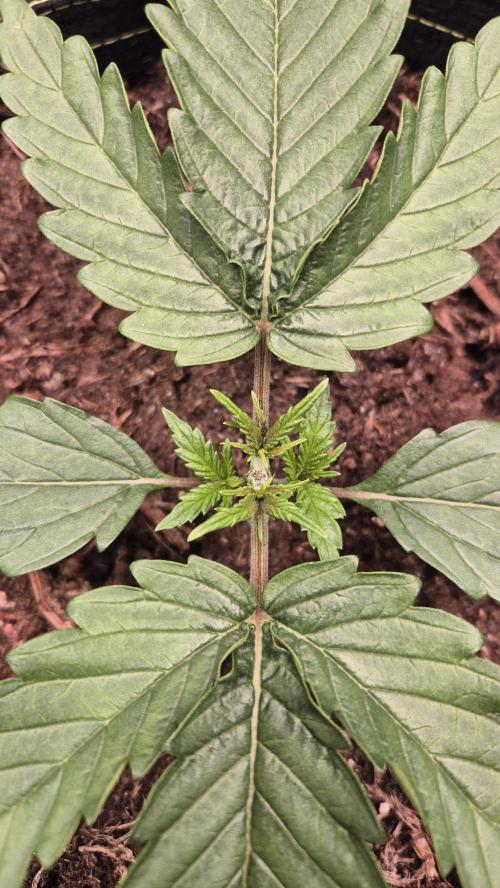 Epic Buzz#1. Week 2 - 2 Tage nach dem Topping, hat es gut überstanden.
