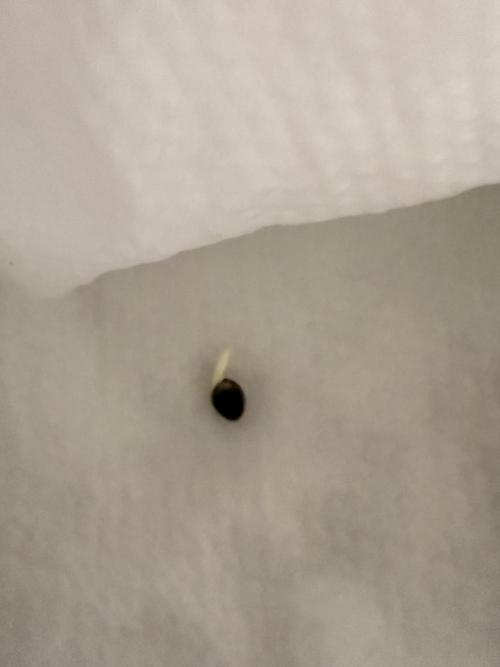 First grow. Week 0