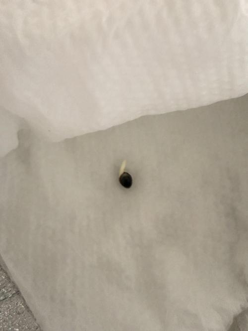 First grow. Week 0
