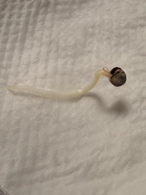 First grow. Week 0