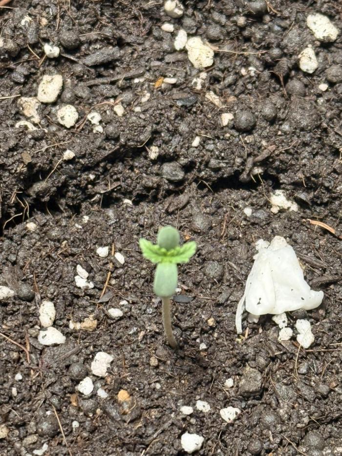 Runtz auto. Week 1