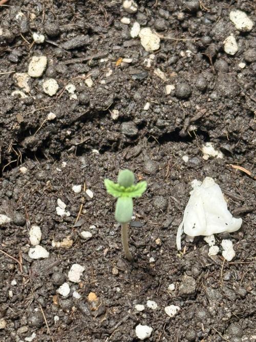 Runtz Auto. Week 1