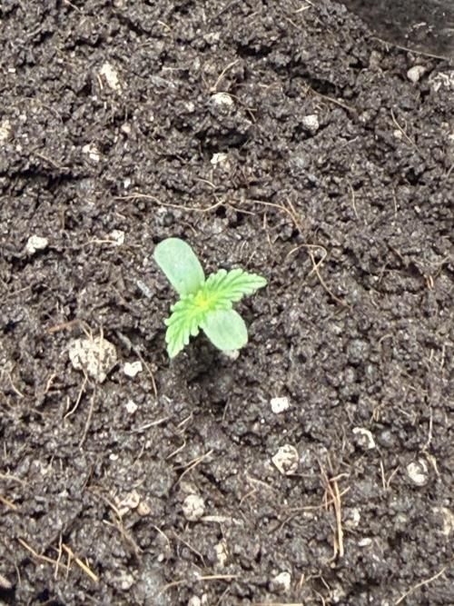 Runtz Auto. Week 1