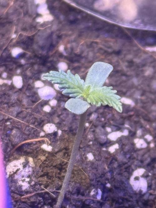 Runtz auto. Week 1 - Day 10 