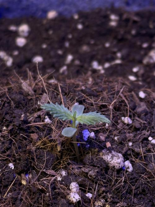 Runtz auto. Week 1