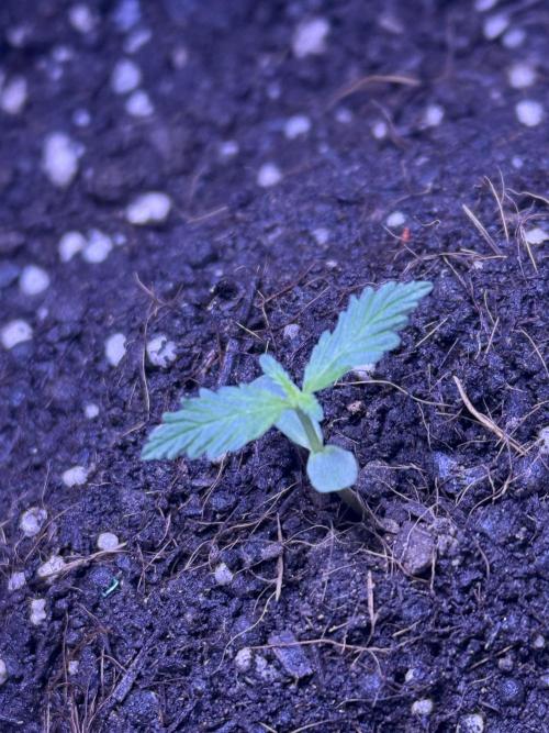 Runtz auto. Week 2