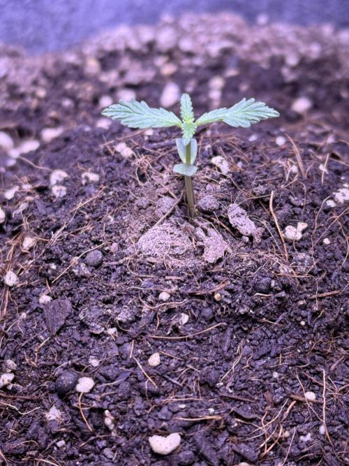 Runtz auto. Week 2