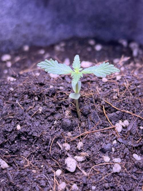 Runtz auto. Week 2