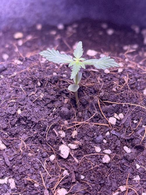 Runtz auto. Week 2