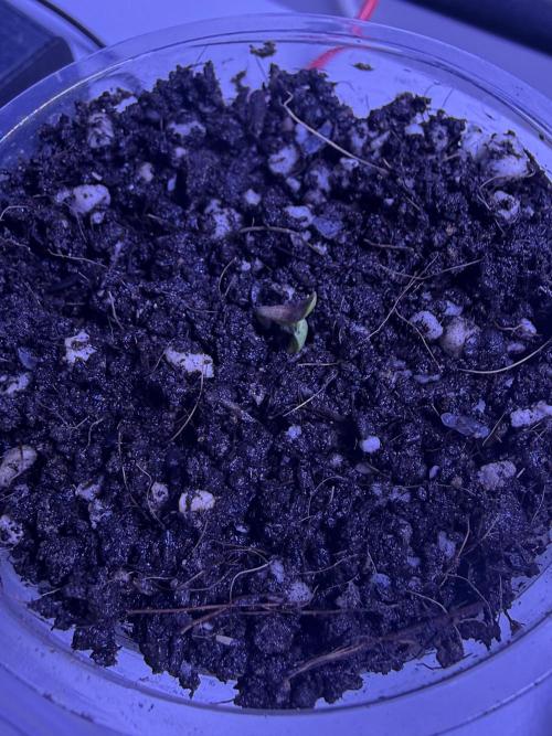 Big Gg#4. Week 0