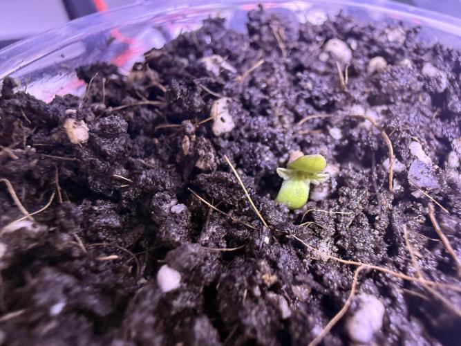 Big Gg#4. Week 0