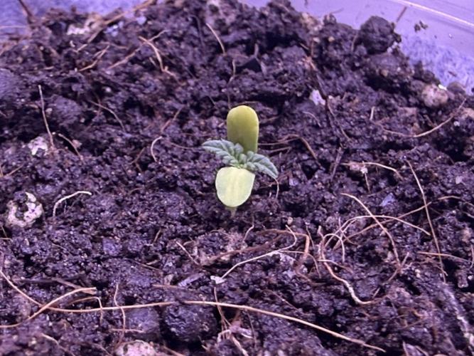 First grow. Week 1