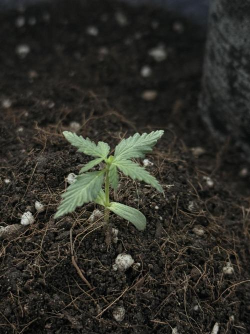 Runtz auto. Week 2