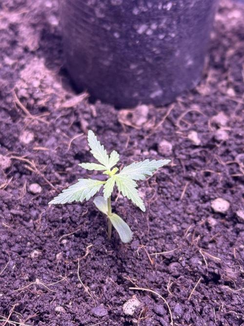 Runtz auto. Week 2