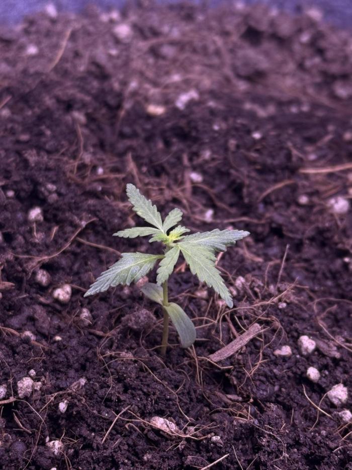 Runtz auto. Week 3