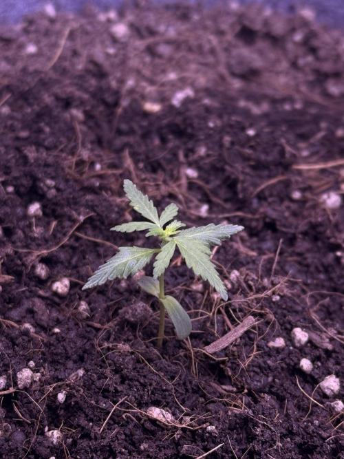 Runtz Auto. Week 3