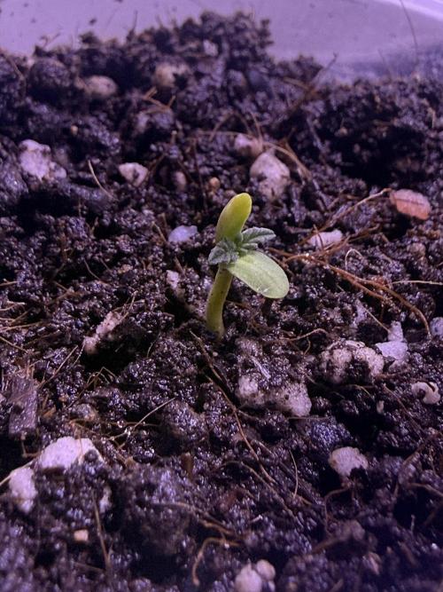 First grow. Week 1