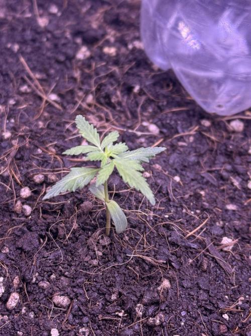 Runtz auto. Week 3