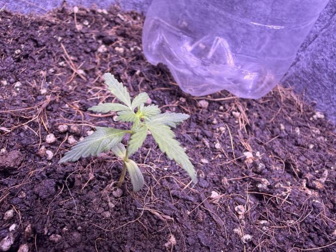 Runtz auto. Week 3