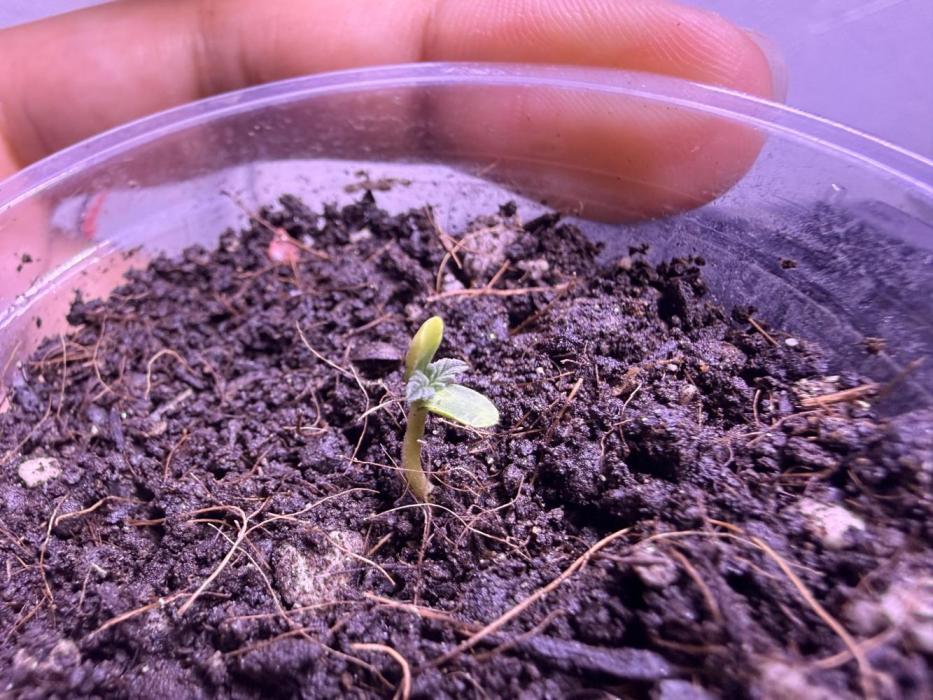 First grow. Week 2