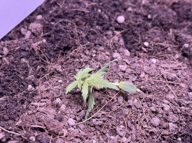 Runtz auto. Week 3