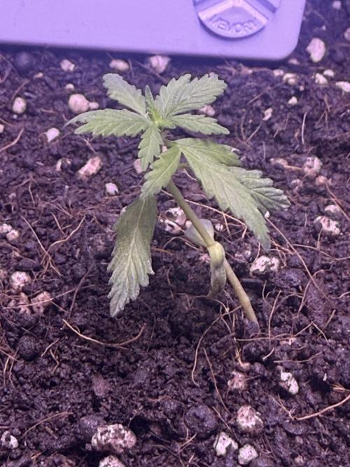 Runtz auto. Week 3