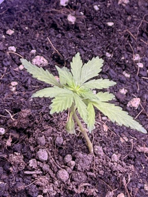 Runtz auto. Week 4