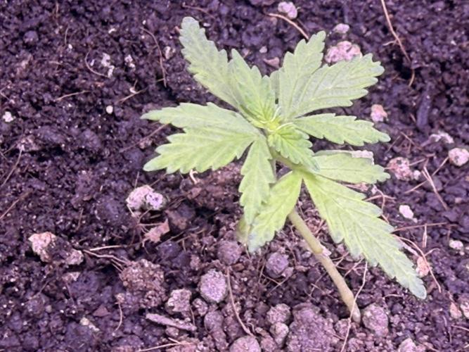 Runtz auto. Week 4