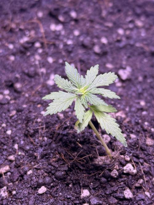 Runtz auto. Week 4