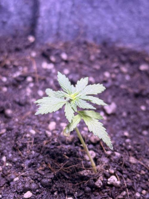 Runtz auto. Week 4