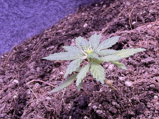 Runtz auto. Week 5