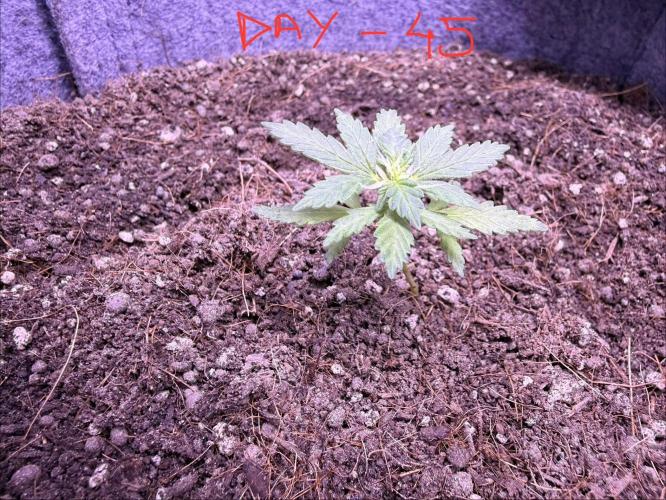 Runtz auto. Week 5