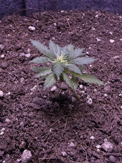 Runtz auto. Week 5