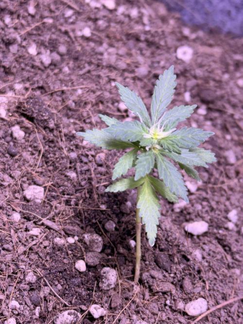 Runtz auto. Week 5 - Day -45 