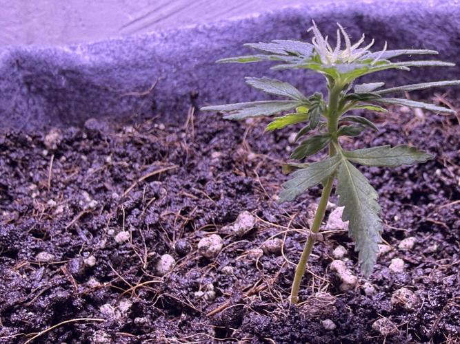 Runtz Auto. Week 6