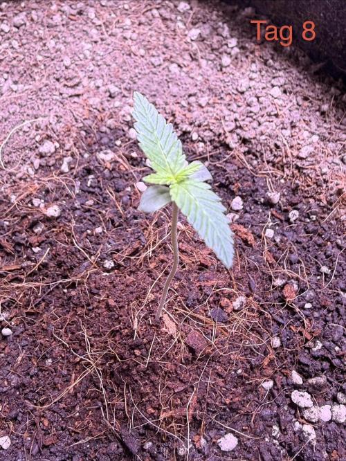 Wedding Cake Auto. Week 2